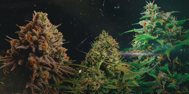 Tyson 2.0 Strains Tyson 2.0 Strains