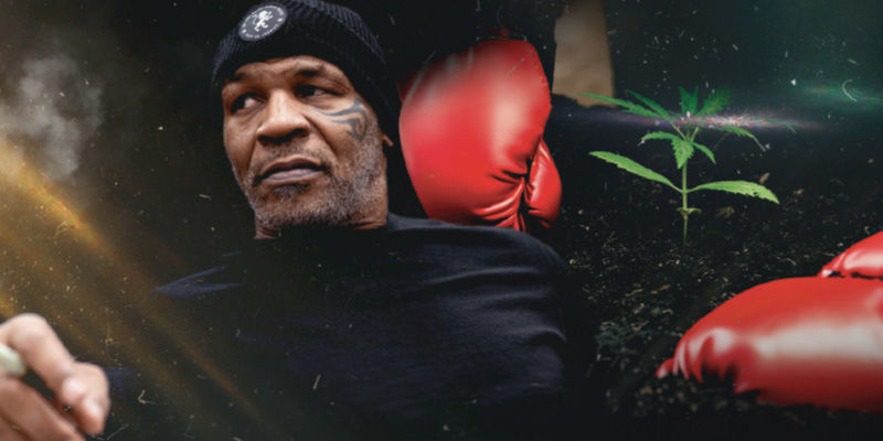 Tyson X Royal Queen Seeds: A Colossal Collaboration Tyson X Royal Queen Seeds: A Colossal Collaboration