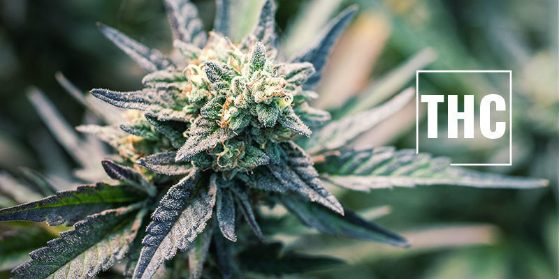 Czym jest THC? Czym jest THC?