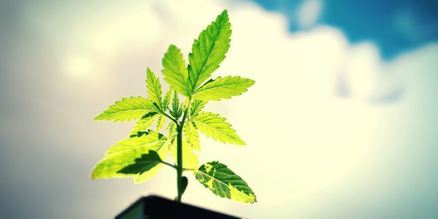 Jak uprawiać Power Flower