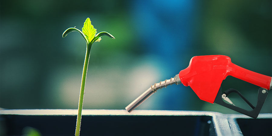 Jak uprawiać Sour Diesel