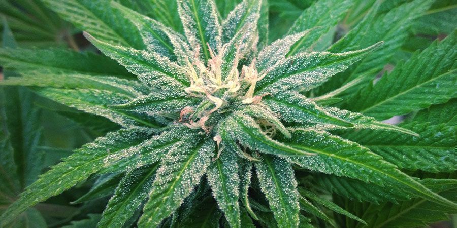 Jak uprawiać White Widow