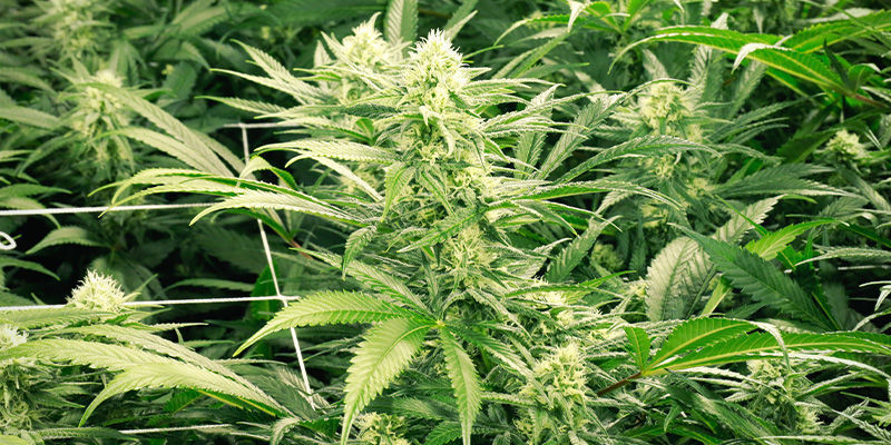 Dutch Passion Auto Duck do dyskretnej uprawy outdoor