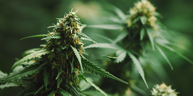 Dutch Passion Frisian Duck do dyskretnej uprawy pod gołym niebem