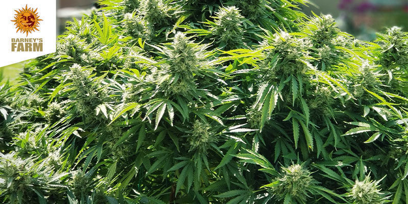 Barney's Farm – Critical Kush Barney's Farm – Critical Kush