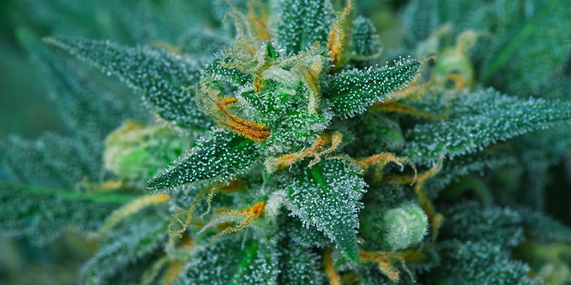 Najlepsze odmiany konopi zapobiegające efektowi kanapowca