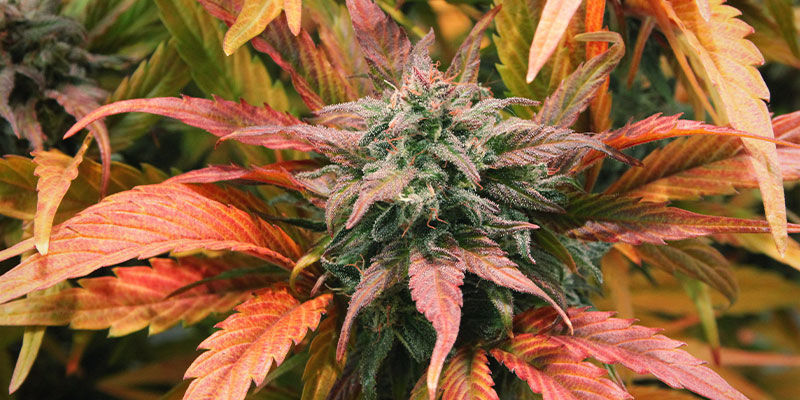 Amnesia Haze Automatic Amnesia Haze Automatic