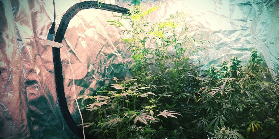 Bigger Cultivation System Bigger Cultivation System