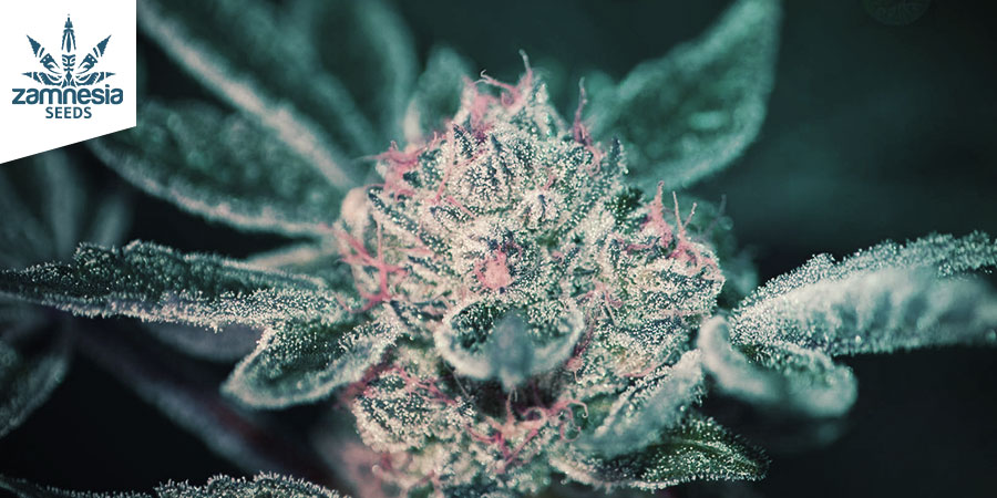 Super Silver Haze (Zamnesia Seeds) feminizowane