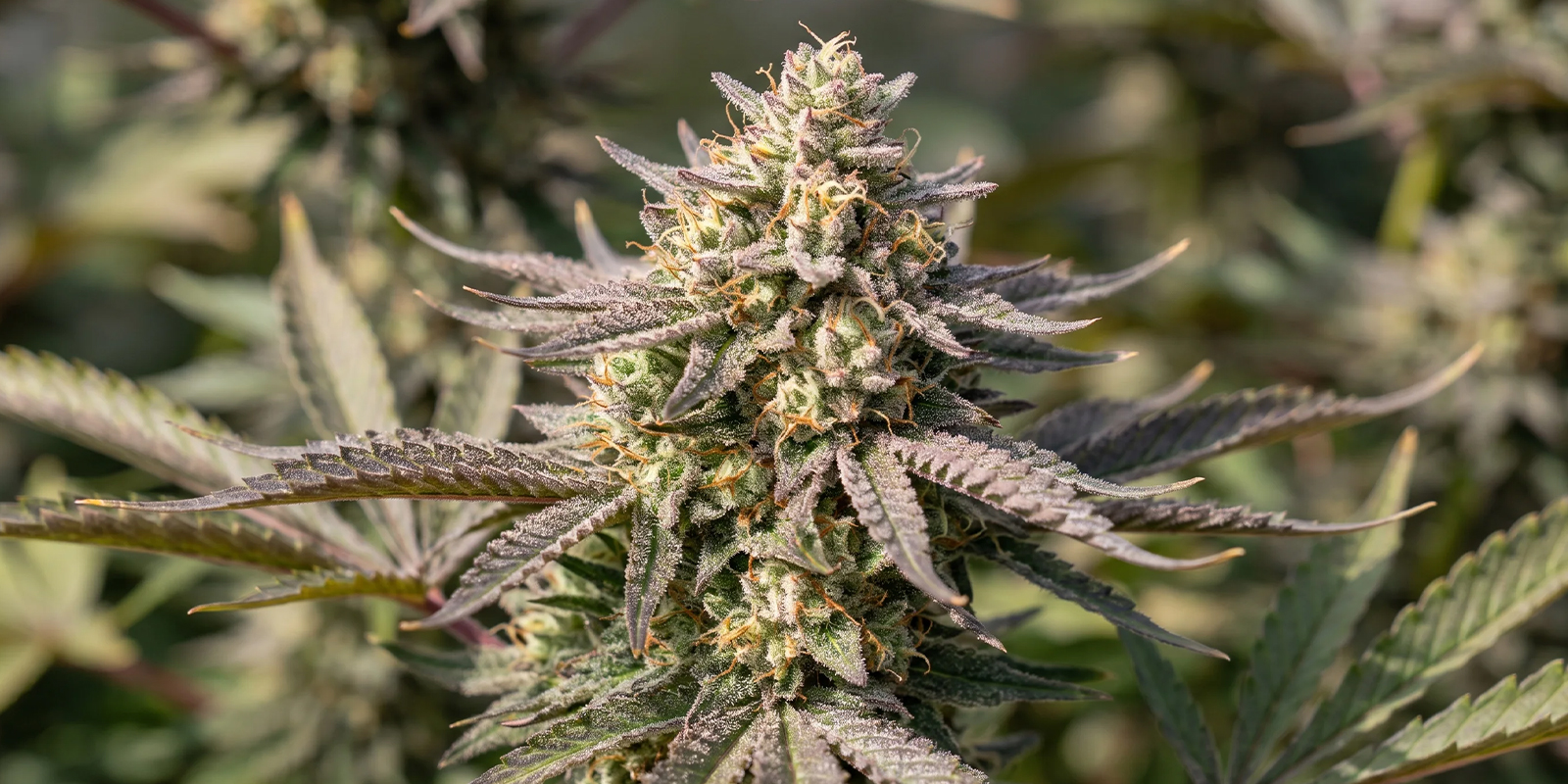 Gelato (Zamnesia Seeds)