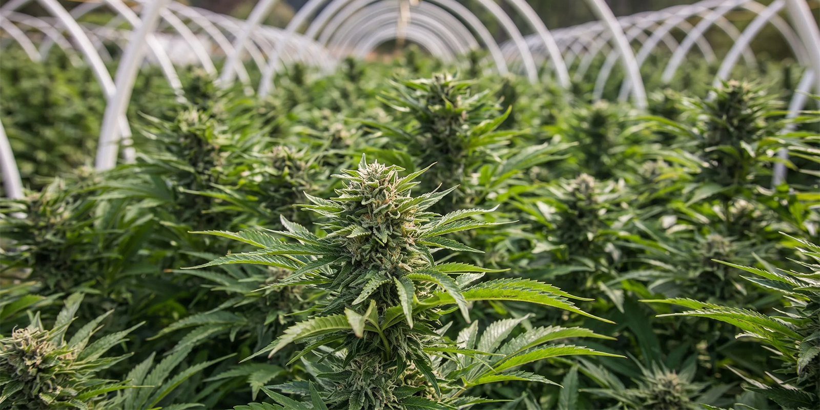 HulkBerry (Royal Queen Seeds)