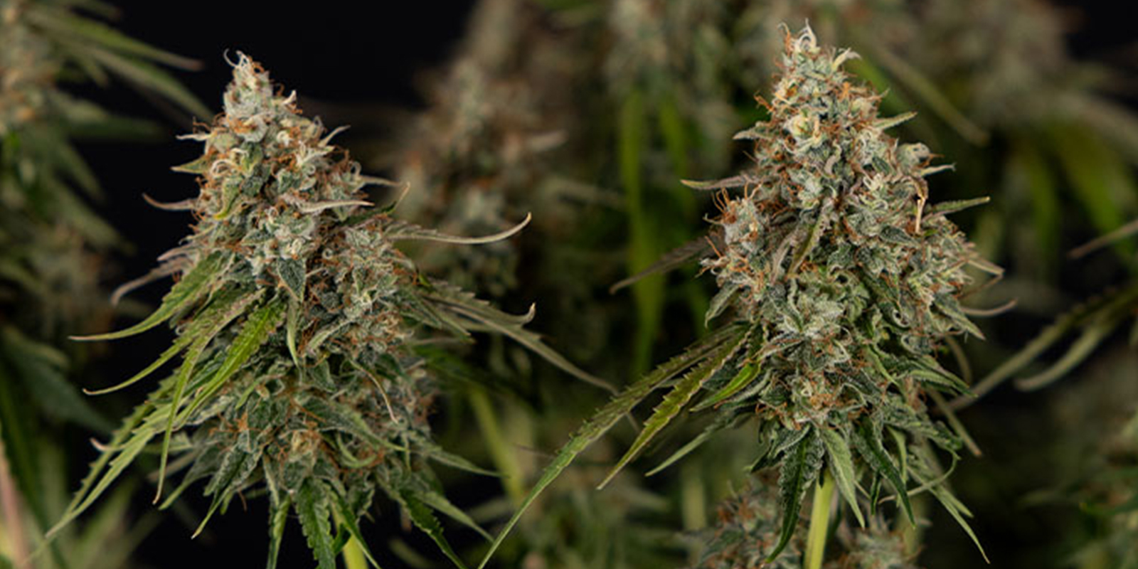Super Silver Haze (Zamnesia Seeds)