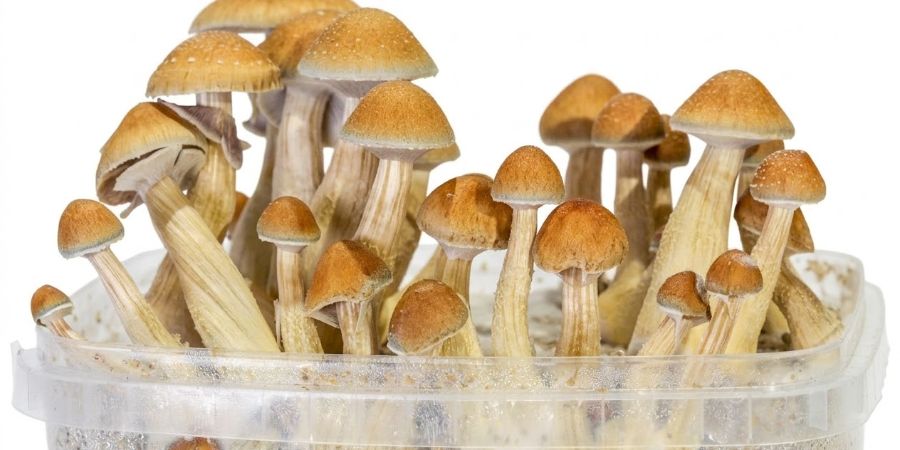 Jak korzystać z grow kit&oacute;w Zamnesia SUPREME