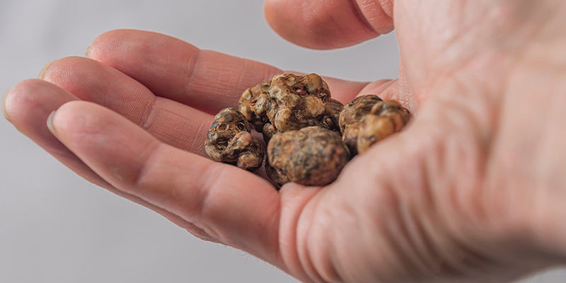 Czy magiczne trufle działają inaczej niż grzybki halucynki? Czy magiczne trufle działają inaczej niż grzybki halucynki?