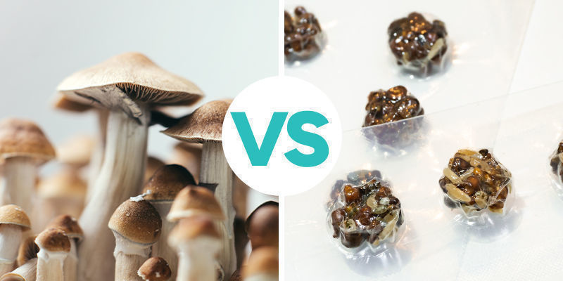 Jaka jest różnica między magicznymi truflami a grzybkami halucynkami? Jaka jest różnica między magicznymi truflami a grzybkami halucynkami?