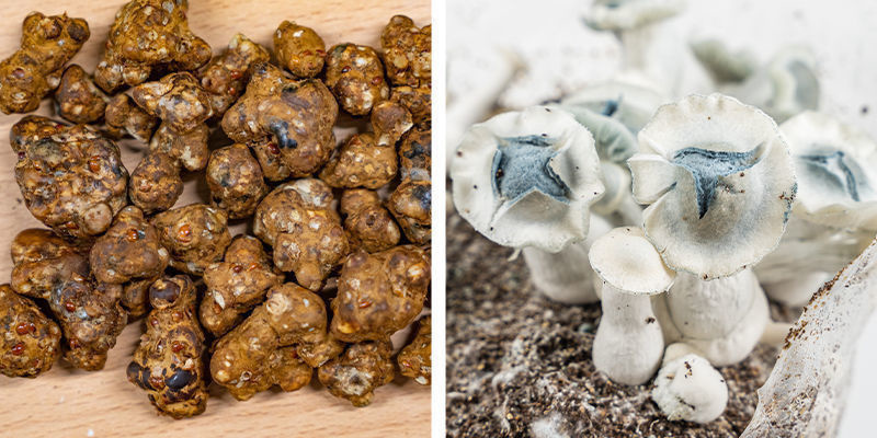 Czym są magiczne trufle i grzybki halucynki? Czym są magiczne trufle i grzybki halucynki?