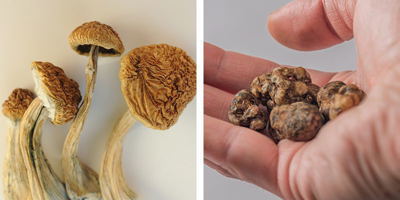 Co lepsze dla początkujących: magiczne trufle czy grzybki halucynki? Co lepsze dla początkujących: magiczne trufle czy grzybki halucynki?