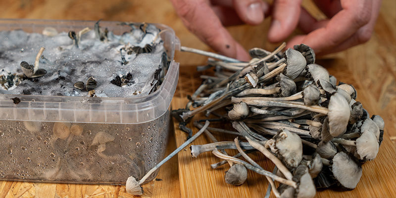 Czy wszystkie Panaeolus są halucynogenne?