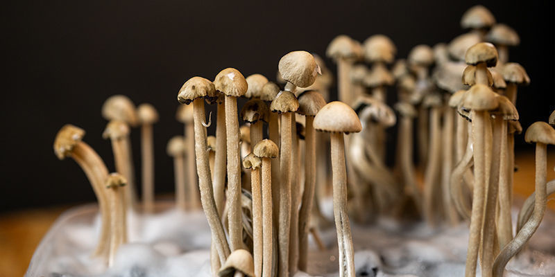 Poznaj Panaeolus cyanescens