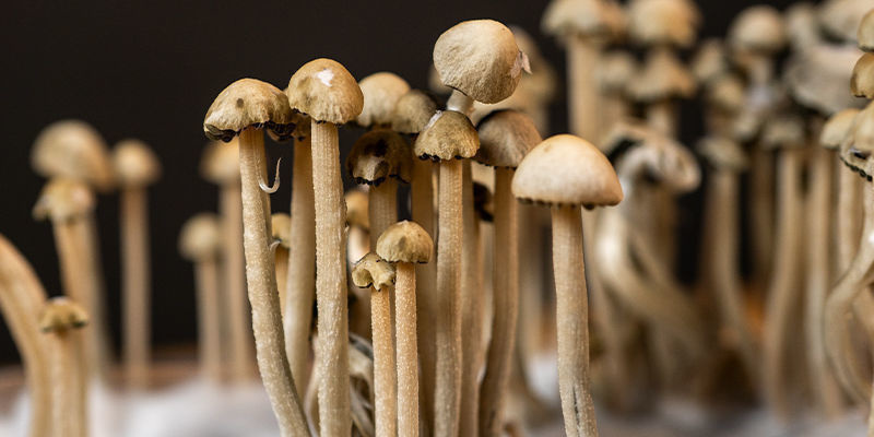 Wykorzystaj moc Panaeolus cyanescens