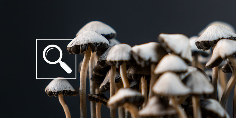 Jak rozpoznać Panaeolus cyanescens