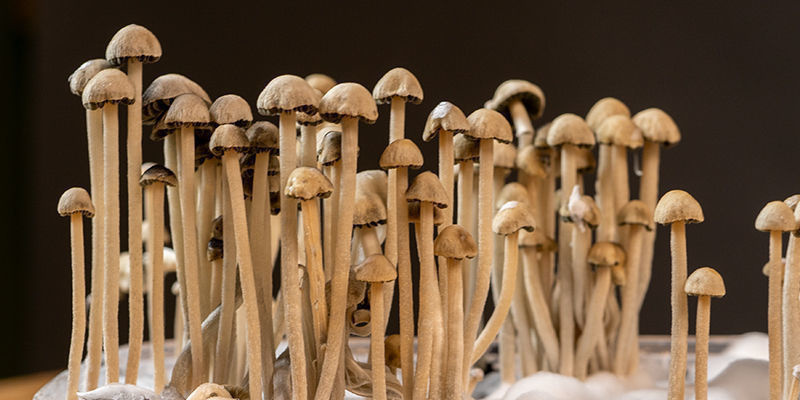 Czym jest Panaeolus cyanescens?