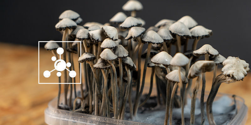 Jakie związki chemiczne występują w Panaeolus cyanescens?