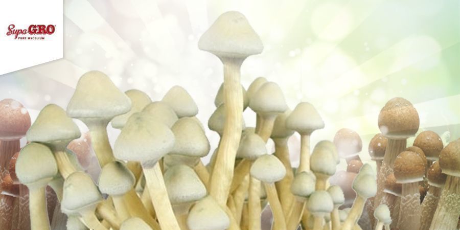 Jak uprawiać zestawy Supa Gro 100% Mycelium