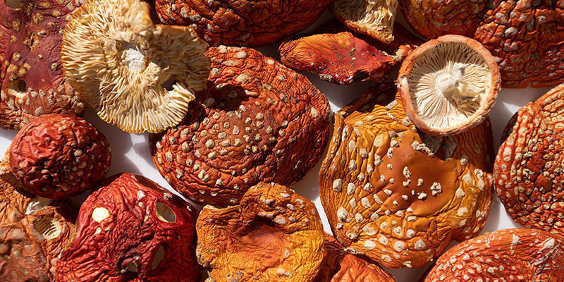 Amanita muscaria: zastosowanie Amanita Muscaria: Usage