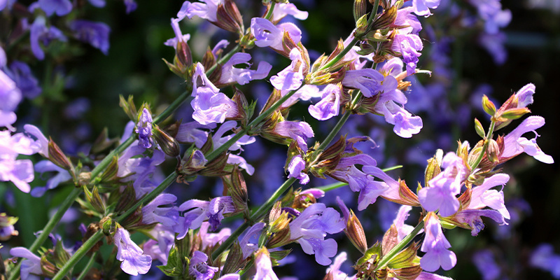 Poznaj Salvia divinorum