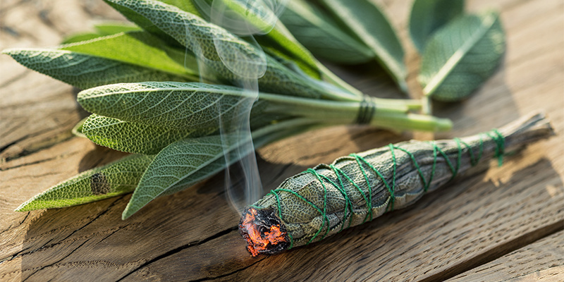 Salvia divinorum methods of use and dosage