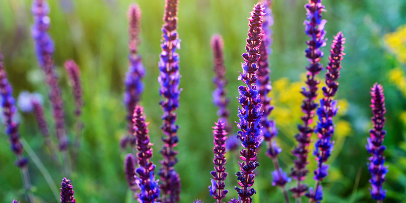 Czym jest Salvia divinorum?