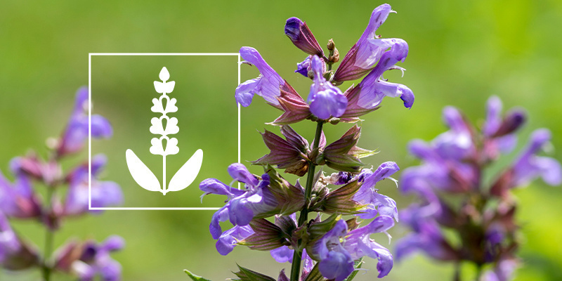 Salvia divinorum: Everything you need to know