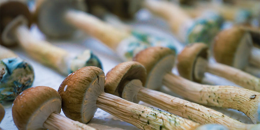 Jak przyjmować grzybki halucynki Jak przyjmować grzybki halucynki