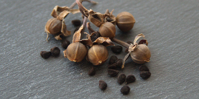 Historia i tradycyjne zastosowanie LSA Historia i tradycyjne zastosowanie LSA