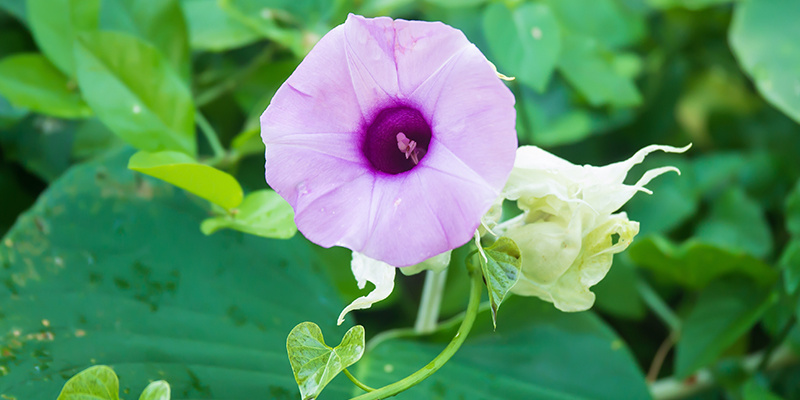 LSA: Is it worth the experience? LSA: Is it worth the experience?