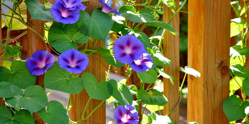 Status prawny LSA Status prawny LSA