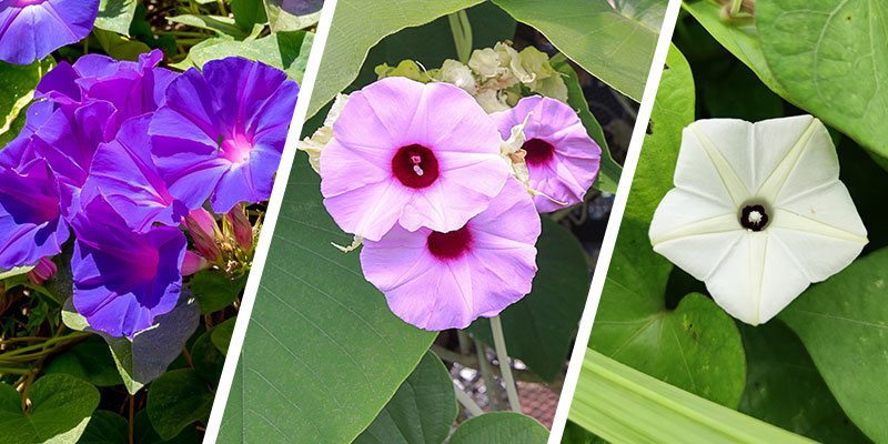 Czym jest LSA (amid kwasu lizergowego)? Czym jest LSA (amid kwasu lizergowego)?