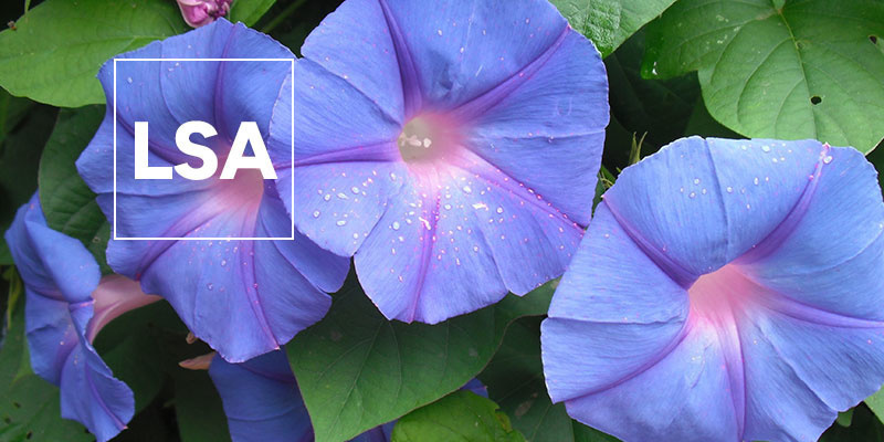 LSA: Wszystko, co musisz wiedzieć LSA: Everything you need to know