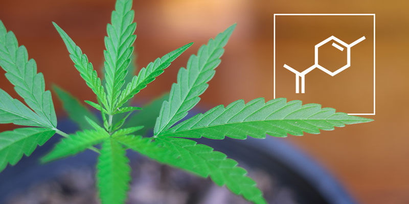 Przewodnik po temperaturach flawonoidów Przewodnik po temperaturach flawonoidów