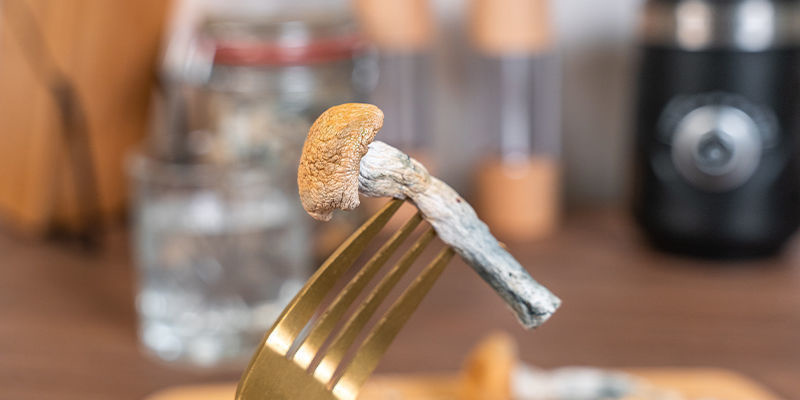 Żucie i połykanie magic mushrooms Żucie i połykanie magic mushrooms