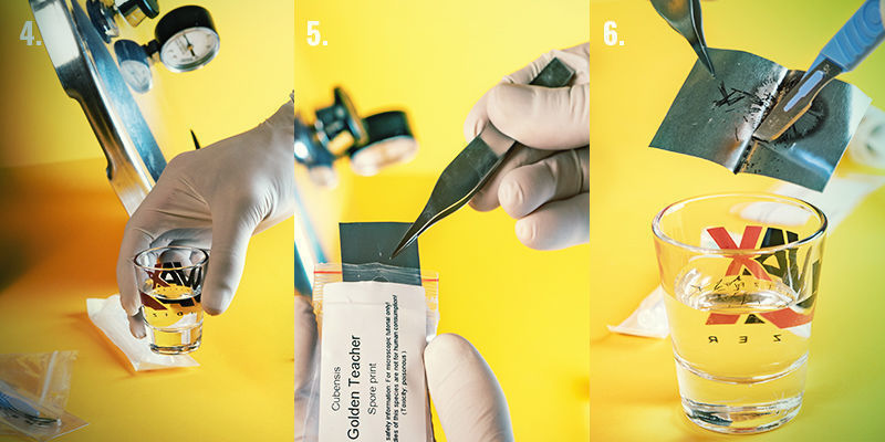 Strzykawka z zarodnikami – instrukcja krok po kroku: kroki 4–6