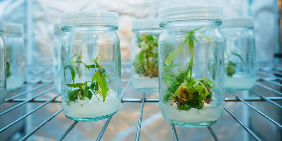 Odchodzenie od tradycyjnego żargonowego nazewnictwa marihuany