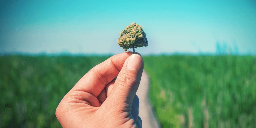 Co uznaje się za odmianę o wysokiej zawartości CBD?