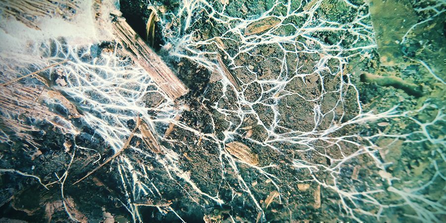 GRZYBY I GAIJSKI UMYSŁ