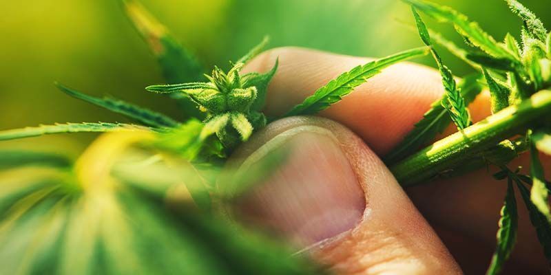 Rick Simpson eksperymentuje z konopiami