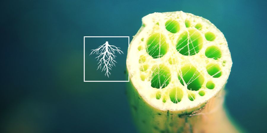 Korzeń niebieskiego lotosu Korzeń niebieskiego lotosu