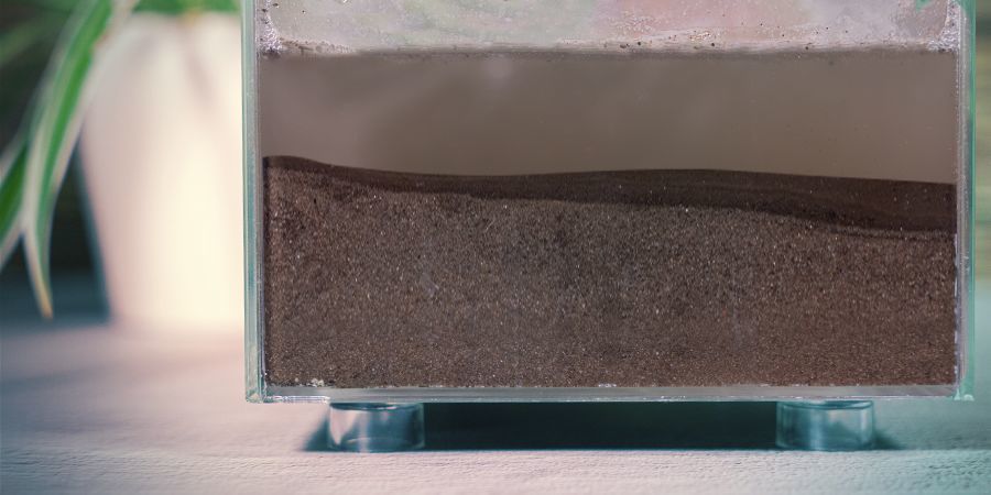 Uprawa niebieskiego lotosu: instrukcja krok po kroku Uprawa niebieskiego lotosu: instrukcja krok po kroku