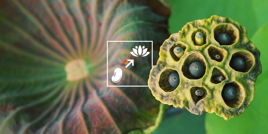 Jak uprawiać niebieski lotos Jak uprawiać niebieski lotos