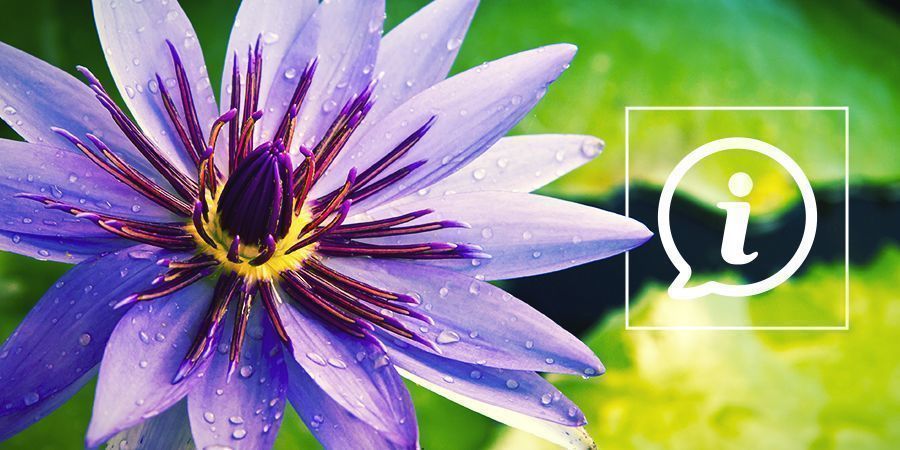 Czym jest niebieski lotos?